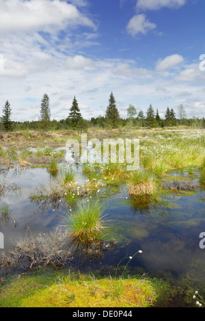 La linaigrette de floraison (Eriophorum angustifolium) dans les landes, Nicklheim, Bavaria Banque D'Images