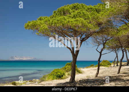 Pin (Pinus pineta) grove sur dune de sable à la mer turquoise, Santa Anna, pinède, Sardaigne, Italie, Europe Banque D'Images