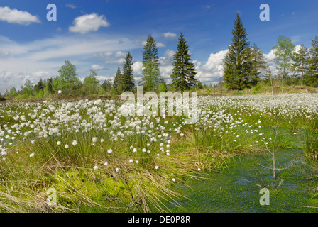 La floraison des linaigrettes, coton-herbe ou Cottonsedge (Eriophorum sp.) dans les zones humides tourbières bombées, Nicklheim, Bavaria Banque D'Images