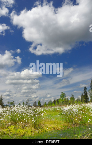 La floraison des linaigrettes, coton-herbe ou Cottonsedge (Eriophorum sp.) dans les zones humides tourbières bombées, Nicklheim, Bavaria Banque D'Images