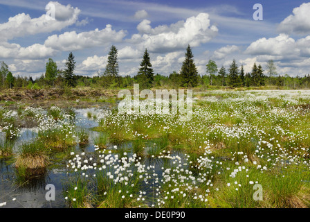 La floraison des linaigrettes, coton-herbe ou Cottonsedge (Eriophorum sp.) dans les zones humides tourbières bombées, Nicklheim, Bavaria Banque D'Images
