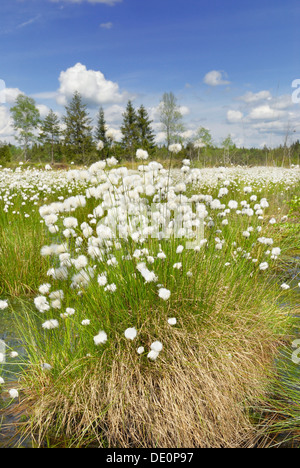 La floraison des linaigrettes, coton-herbe ou Cottonsedge (Eriophorum sp.) dans les zones humides tourbières bombées, Nicklheim, Bavaria Banque D'Images