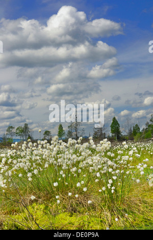 La floraison des linaigrettes, coton-herbe ou Cottonsedge (Eriophorum sp.) dans les zones humides tourbières bombées, Nicklheim, Bavaria Banque D'Images