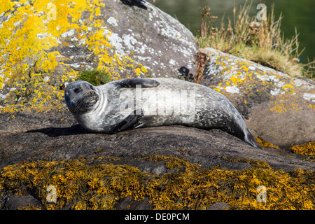 Phoque gris (Halichoerus grypus), la baie de bantry, Cork, Irlande, Europe Banque D'Images