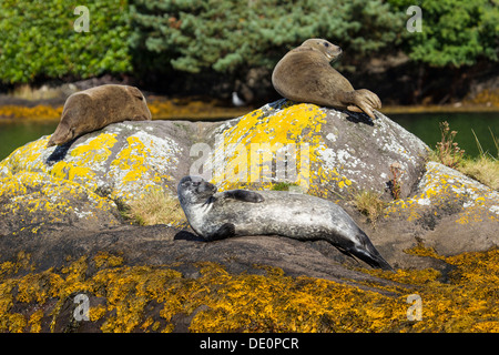 Les phoques gris (Halichoerus grypus), la baie de bantry, Cork, Irlande, Europe Banque D'Images