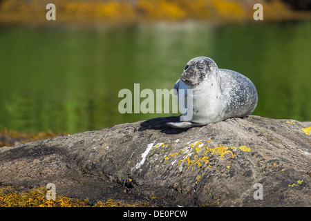 Phoque gris (Halichoerus grypus), la baie de bantry, Cork, Irlande, Europe Banque D'Images