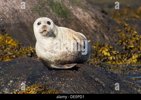 Phoque gris (Halichoerus grypus), la baie de bantry, Cork, Irlande, Europe Banque D'Images