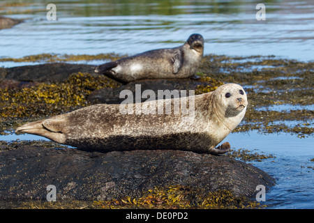 Les phoques gris (Halichoerus grypus), la baie de bantry, Cork, Irlande, Europe Banque D'Images