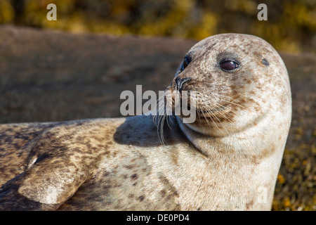 Phoque gris (Halichoerus grypus), la baie de bantry, Cork, Irlande, Europe Banque D'Images