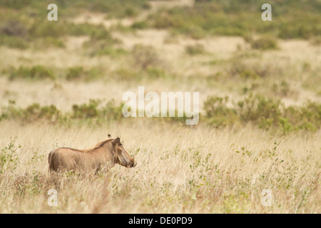 Phacochère, Phacochoerus aethiopicus] [le Parc National de Samburu, Kenya. Banque D'Images