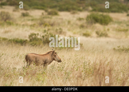 Phacochère, Phacochoerus aethiopicus] [le Parc National de Samburu, Kenya. Banque D'Images