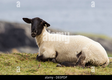 Les moutons, péninsule de Beara, Cork, Irlande, Europe Banque D'Images