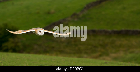 Effraie des clochers, Tyto alba, en vol à travers les terres agricoles, dans le Yorkshire. En captivité. Banque D'Images