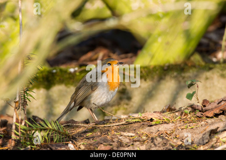 Robin (erithacus rubecula aux abords) perché sur un journal Banque D'Images
