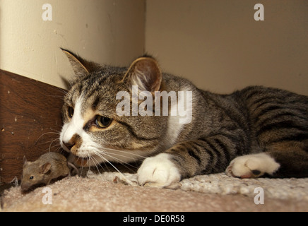 Chat domestique, housecat (Felis catus), capture, jouant avec la souris commune (Mus musculus) Banque D'Images