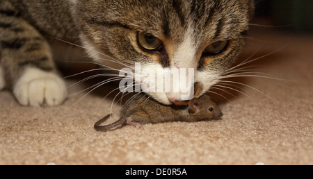 Chat domestique, housecat (Felis catus), capture, jouant avec, manger maison commune de la souris (Mus musculus) Banque D'Images