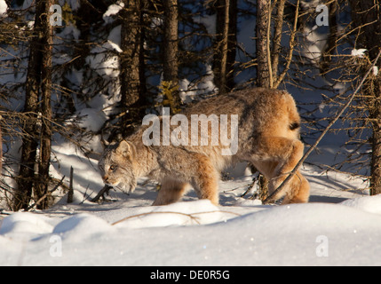 Lynx du Canada (Lynx canadensis), le Territoire du Yukon, Canada Banque D'Images