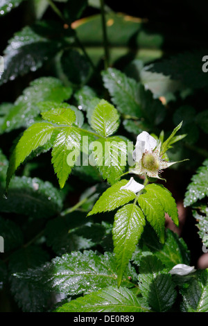 Blackberry arménienne ou discolore (Rubus discolor, Rubus armeniacus), les espèces envahissantes, Big Island, Hawaii, USA Banque D'Images