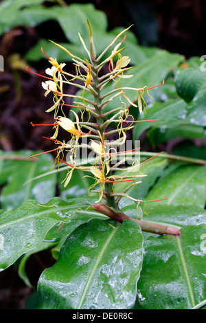 Kahili ginger, ginger lily (Hedychium gardnerianum), s'épanouir, les espèces envahissantes, Hawaii Volcanoes National Park, California, USA Banque D'Images