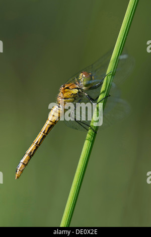 Femelle de Sympetrum depressiusculum tacheté vert (skimmer), la famille (Libellulidae) Banque D'Images