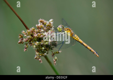 Femelle de Sympetrum depressiusculum tacheté vert (skimmer), la famille (Libellulidae) Banque D'Images