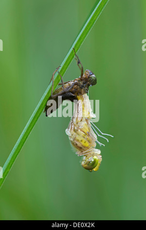 L'éclosion d'une libellule Sympetrum depressiusculum (dard) Banque D'Images