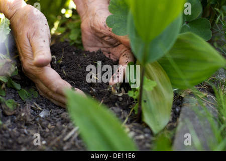 Gros plan du jardinier planter la plante femelle in garden Banque D'Images