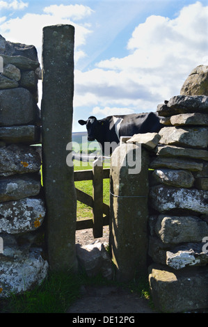 Grâce à la vache laitière Stile à la périphérie du village de Grassington sur le Dales Way Sentier. Banque D'Images