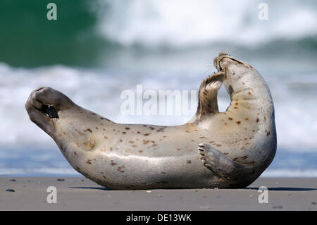 Phoque commun (Phoca vitulina), en sommeil sur la plage, mer du Nord, Duene, Helgoland, Schleswig Holstein Banque D'Images