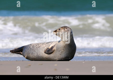 Phoque commun (Phoca vitulina), en sommeil sur la plage, mer du Nord, Duene, Helgoland, Schleswig Holstein Banque D'Images