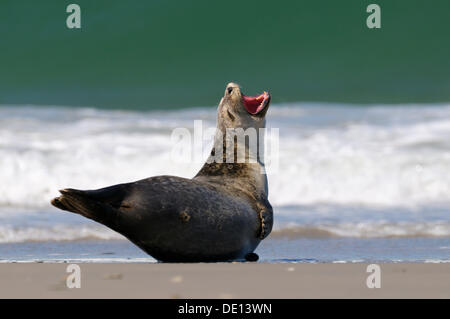 Phoque commun (Phoca vitulina), en sommeil sur la plage, mer du Nord, Duene, Helgoland, Schleswig Holstein Banque D'Images