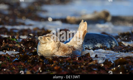 Seal (Phoca vitulina), reposant sur les jeunes d'algues échouées à marée haute, la mer du Nord, Duene, Helgoland, Schleswig Holstein Banque D'Images