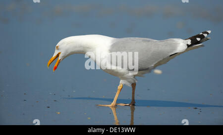 Goéland argenté (Larus argentatus), appelant, Mer du Nord, Duene, Helgoland, Schleswig-Holstein Banque D'Images