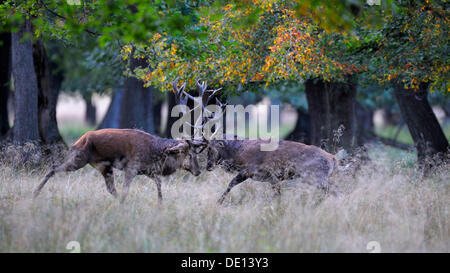 Red Deer (Cervus elaphus), l'orniérage cerfs, combats, Jaegersborg, Danemark, Scandinavie, Europe Banque D'Images