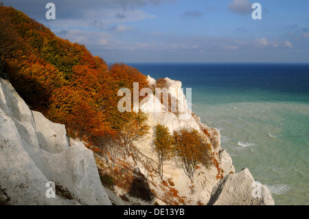 Humeur d'automne, falaises de craie et la mer Baltique, l'île de Moen, Moensklint, Danemark, Scandinavie, Europe Banque D'Images