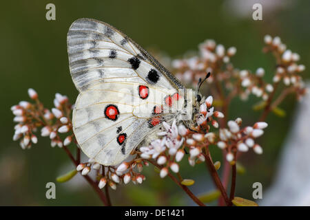 Randonnée papillon Apollon (Parnassius apollo), reposant sur un livre blanc orpin (Sedum album), plante hôte de sa chenille, Banque D'Images