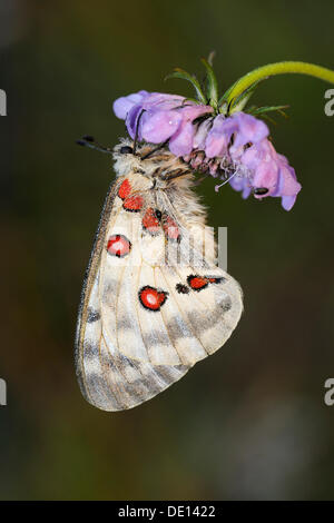 Randonnée papillon Apollon (Parnassius apollo), reposant sur une centaurée jacée (Centaurea jacea), Biosphaerengebiet Alb Schwaebische Banque D'Images