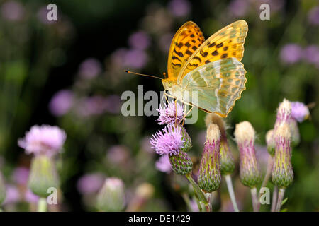 Silver-lavé fritillary (Argynnis paphia), l'alimentation sur un chardon des champs (Cirsium arvense), Biosphaerengebiet Alb Schwaebische Banque D'Images