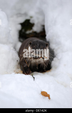 La loutre (Lutra lutra), le nettoyage hors de son terrier, boîtier, parc national, forêt de Bavière, la Bavière Banque D'Images