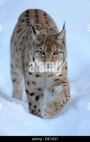 Le Lynx eurasien (Lynx lynx), courant à travers la neige profonde, composé, forêt de Bavière National Forest, Bavaria Banque D'Images