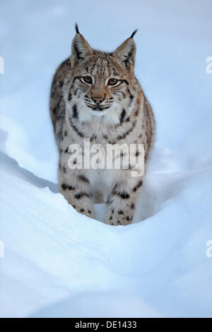 Le Lynx eurasien (Lynx lynx), Cub, courant à travers la neige profonde, composé, forêt de Bavière National Forest, Bavaria Banque D'Images
