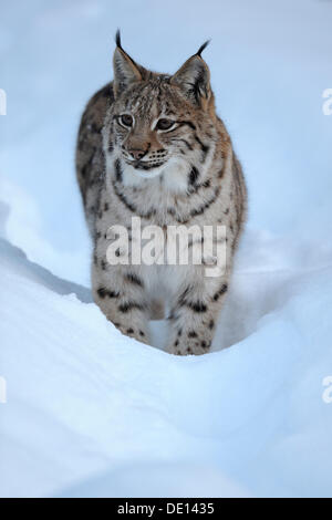 Le Lynx eurasien (Lynx lynx), Cub, courant à travers la neige profonde, composé, forêt de Bavière National Forest, Bavaria Banque D'Images