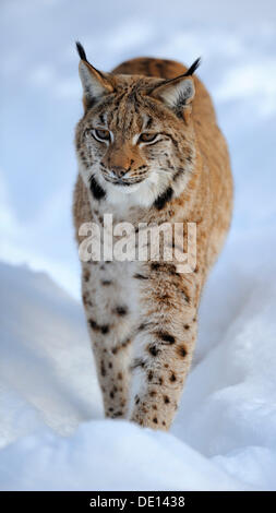 Le Lynx eurasien (Lynx lynx), courant à travers la neige profonde, composé, forêt de Bavière National Forest, Bavaria Banque D'Images