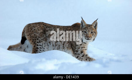 Le Lynx eurasien (Lynx lynx), Cub, courant à travers la neige profonde, composé, forêt de Bavière National Forest, Bavaria Banque D'Images