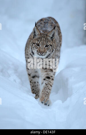 Le lynx eurasien (Lynx lynx) cub tournant dans la neige profonde, composé, forêt de Bavière National Forest, Bavaria Banque D'Images