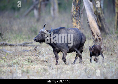 Buffle d'Afrique (Syncerus caffer), vache et son veau, Parc national du lac Nakuru, Kenya, Afrique de l'Est, l'Afrique Banque D'Images