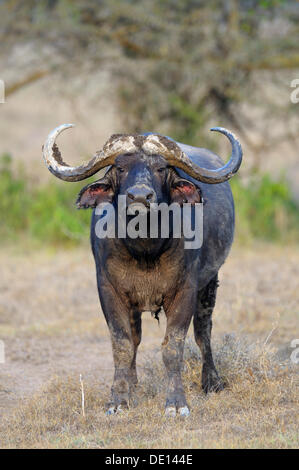 Buffle d'Afrique (Syncerus caffer), Bull, Parc national du lac Nakuru, Kenya, Afrique de l'Est, l'Afrique Banque D'Images