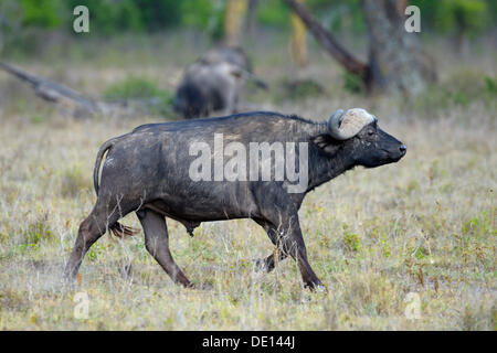 Buffle d'Afrique (Syncerus caffer), corridas, Parc national du lac Nakuru, Kenya, Afrique de l'Est, l'Afrique Banque D'Images