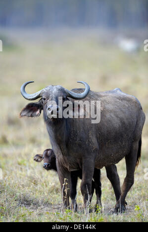 Buffle d'Afrique (Syncerus caffer), vache avec veau nouveau-né, Parc national du lac Nakuru, Kenya, Afrique de l'Est, l'Afrique Banque D'Images