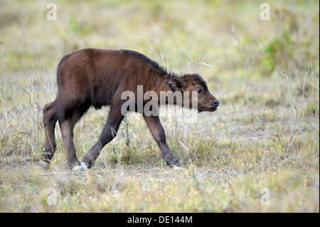 Buffle d'Afrique (Syncerus caffer), veau nouveau-né, Parc national du lac Nakuru, Kenya, Afrique de l'Est, l'Afrique Banque D'Images